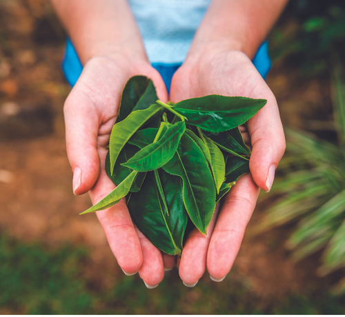 une femme tient des plantes médicinales dans ses mains