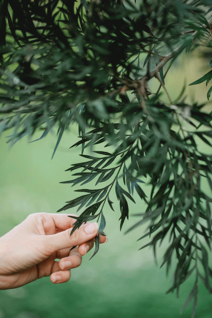 une main tient une branche d'arbre