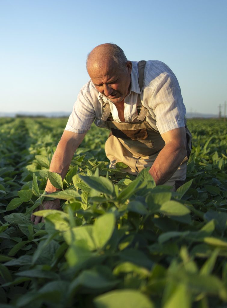 un agriculteur cultive des plantes médicinales