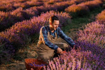 agriculteur plantes médicinales